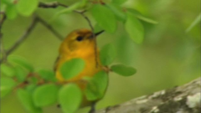 Prothonotary Warbler - ML443436