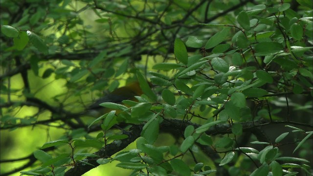 Prothonotary Warbler - ML443439