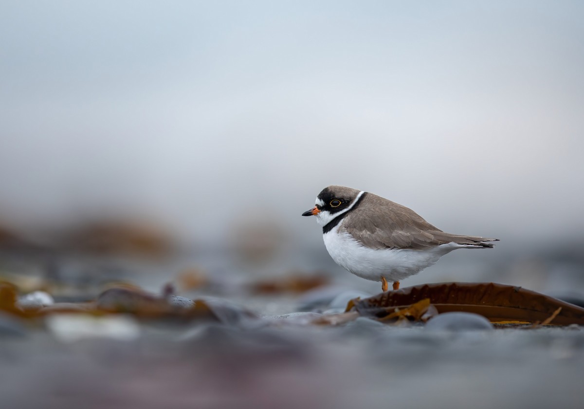 Semipalmated Plover - Joey  Hausler