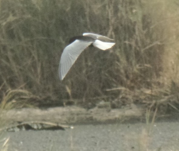 White-winged Tern - ML443445751