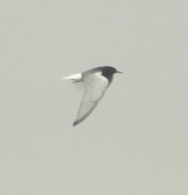 White-winged Tern - ML443445781