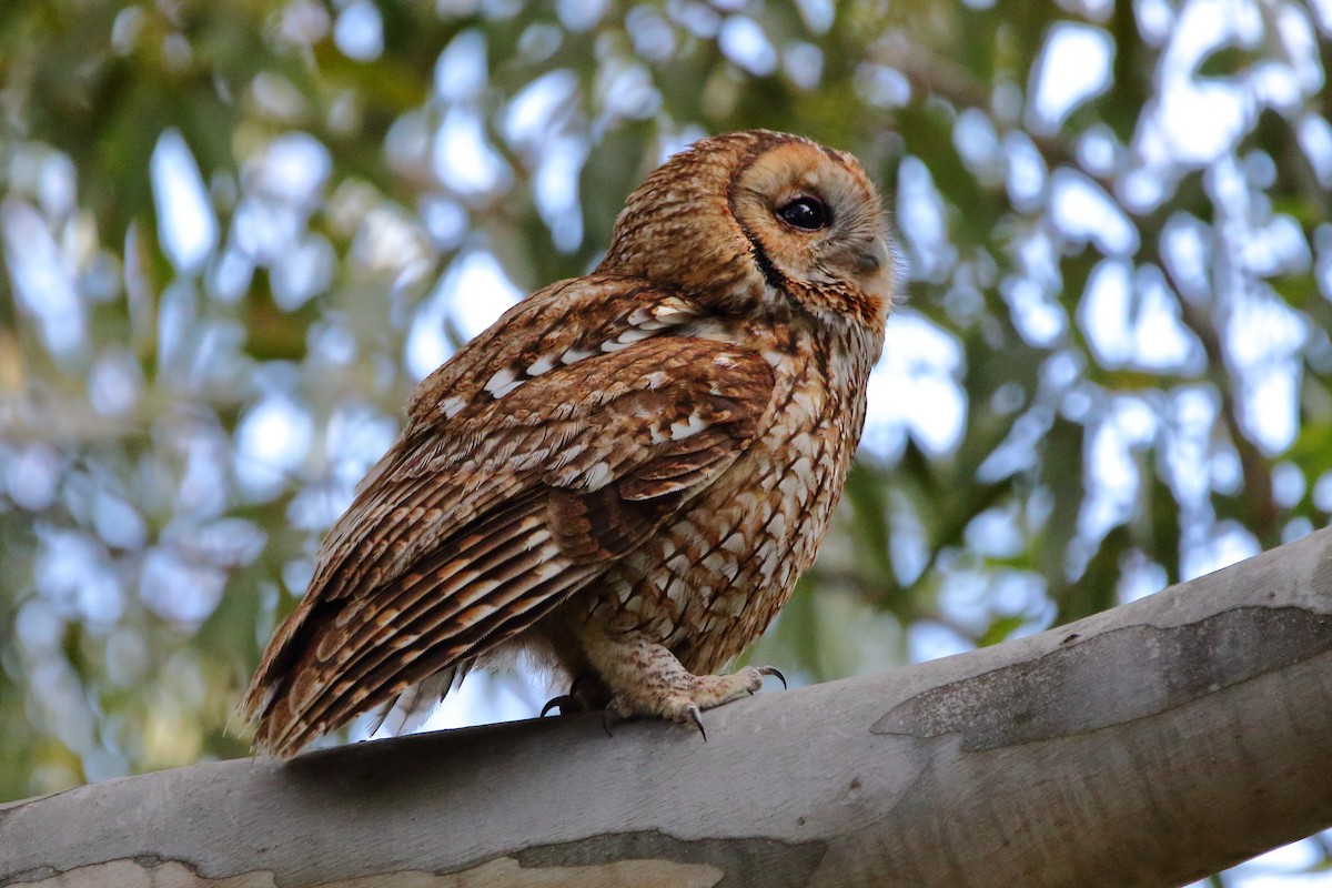 Tawny Owl - ML443447971