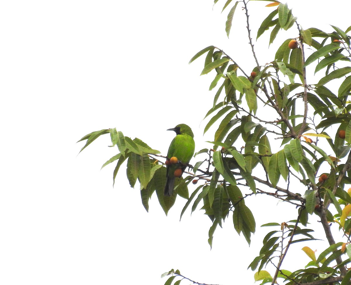 Lesser Green Leafbird - ML443449301