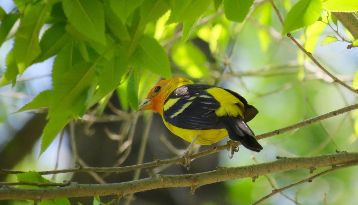 Western Tanager - ML443449631