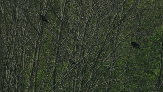 Cuervo Pescador - ML443451