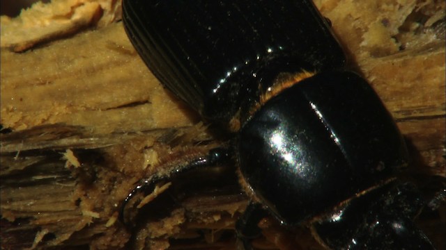 Beetles - ML443452