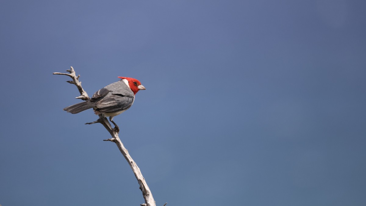 Red-crested Cardinal - Steve Luke