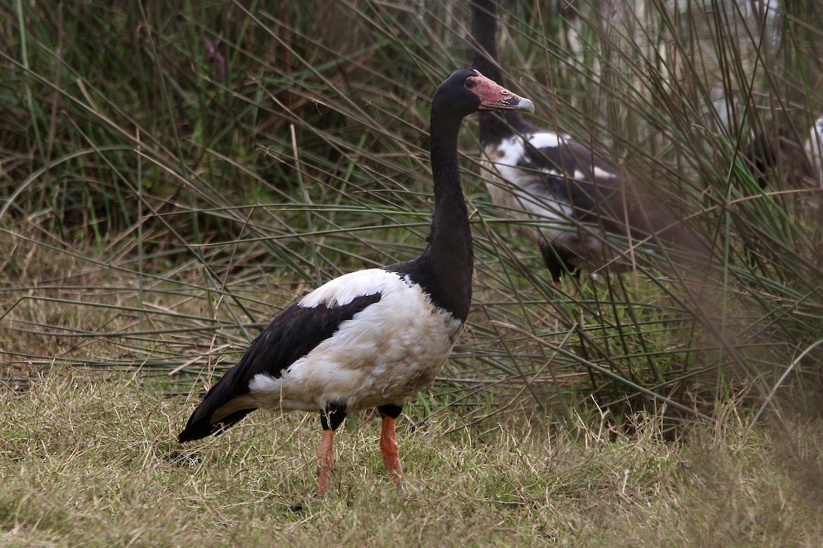 Magpie Goose - Pauline and Ray Priest