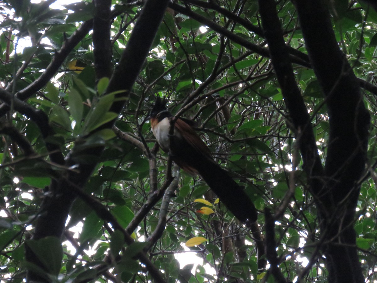 Chestnut-winged Cuckoo - 闊 林