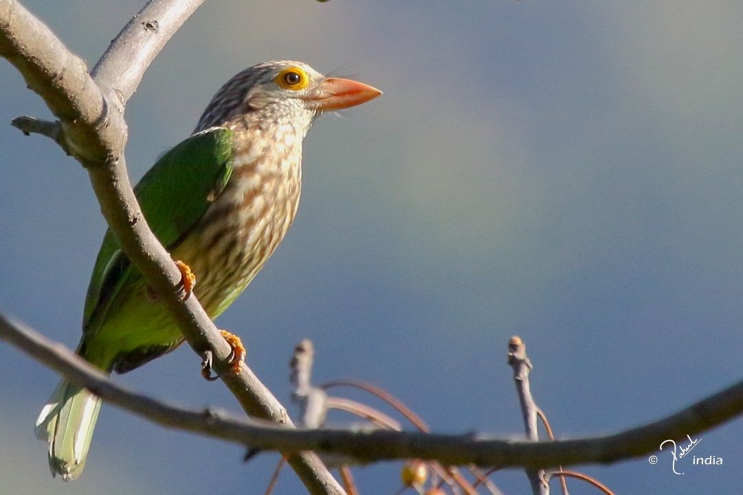 Lineated Barbet - ML443460271