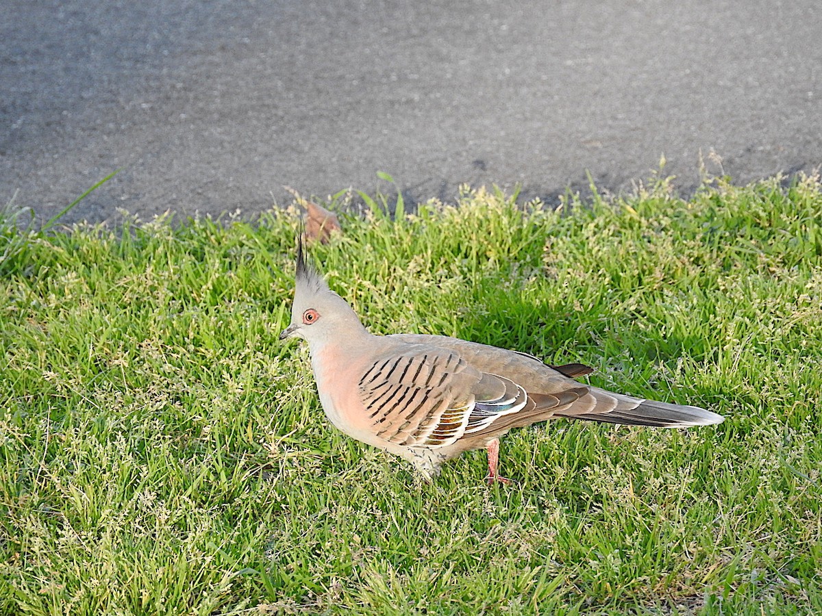 Crested Pigeon - ML443464551
