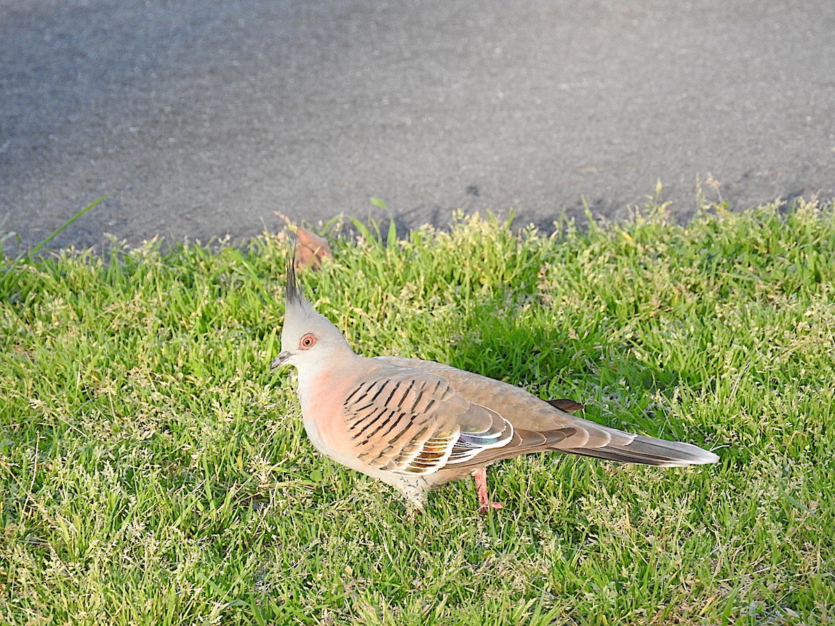 Crested Pigeon - ML443464561