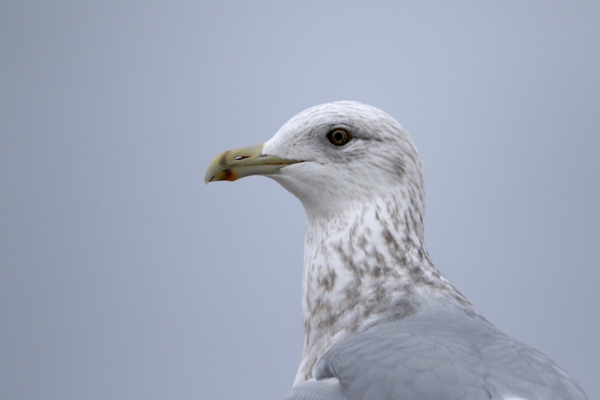 Herring Gull (American) - ML44346471