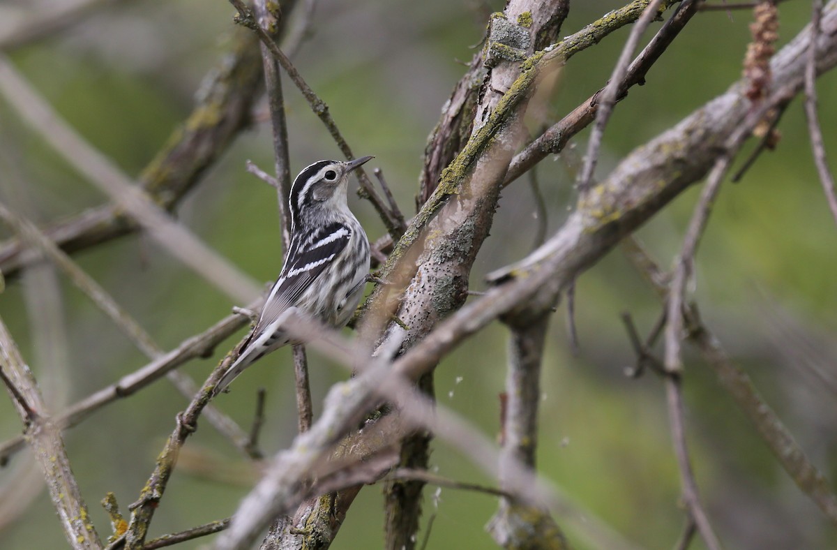 Black-and-white Warbler - ML443474191