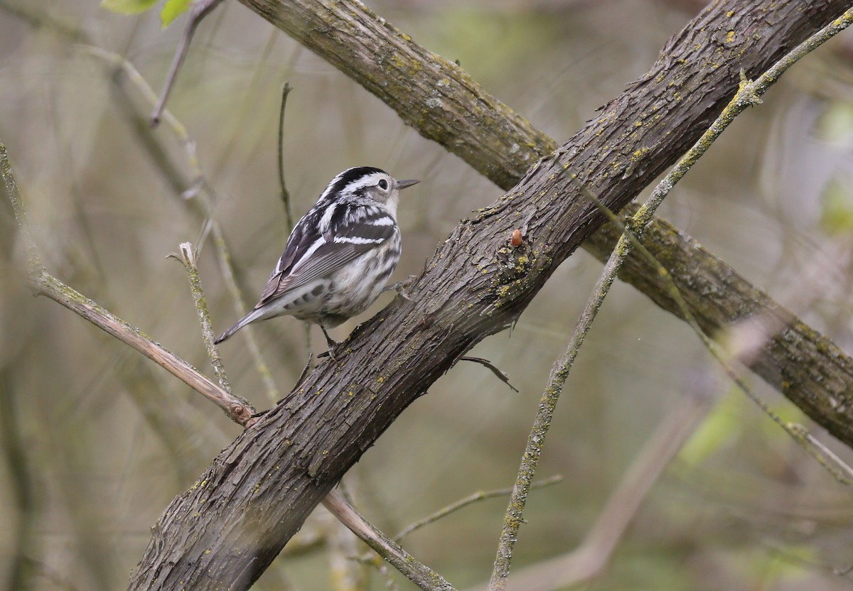 Black-and-white Warbler - ML443474221
