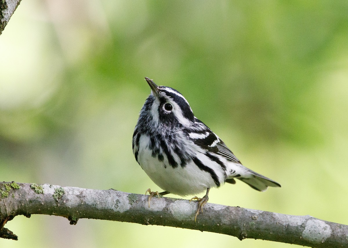 Black-and-white Warbler - ML443477461
