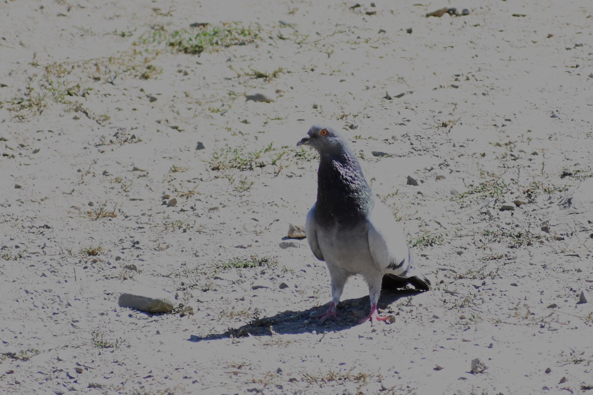 Rock Pigeon (Feral Pigeon) - ML443480061