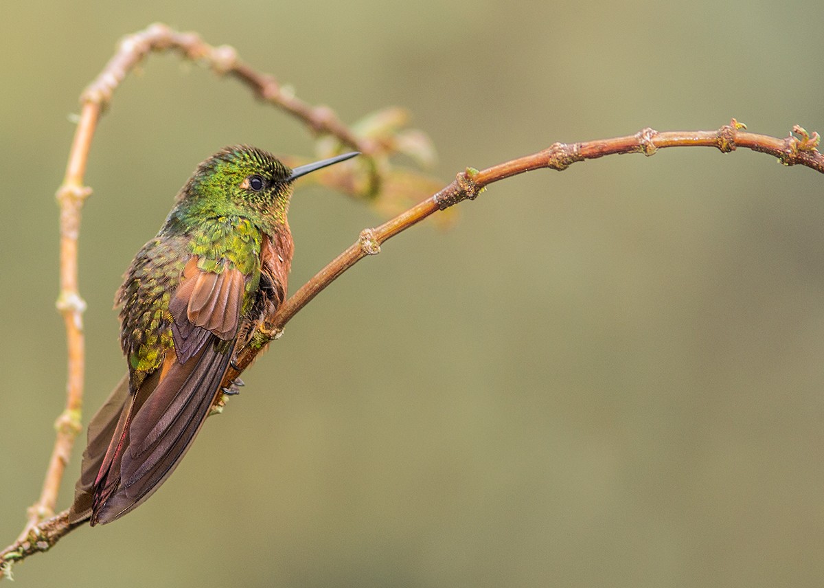 kolibřík peruánský - ML44348271