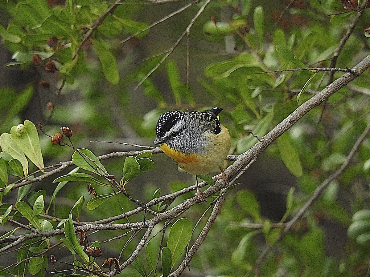 Spotted Pardalote - ML443483511