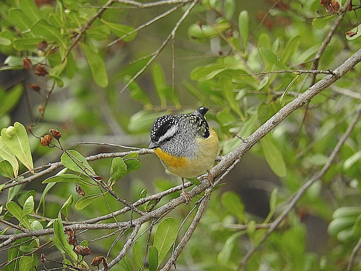 Spotted Pardalote - ML443483521