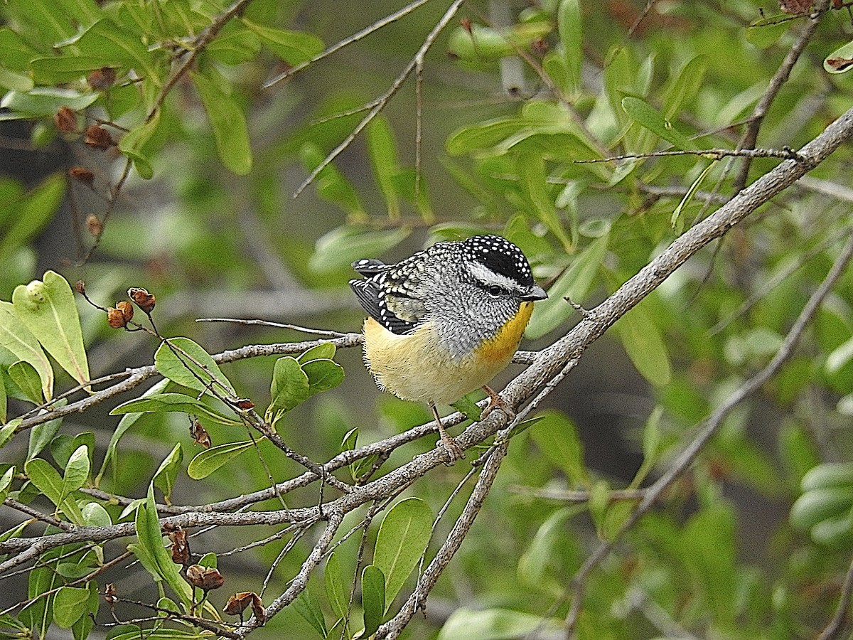 Spotted Pardalote - ML443483581