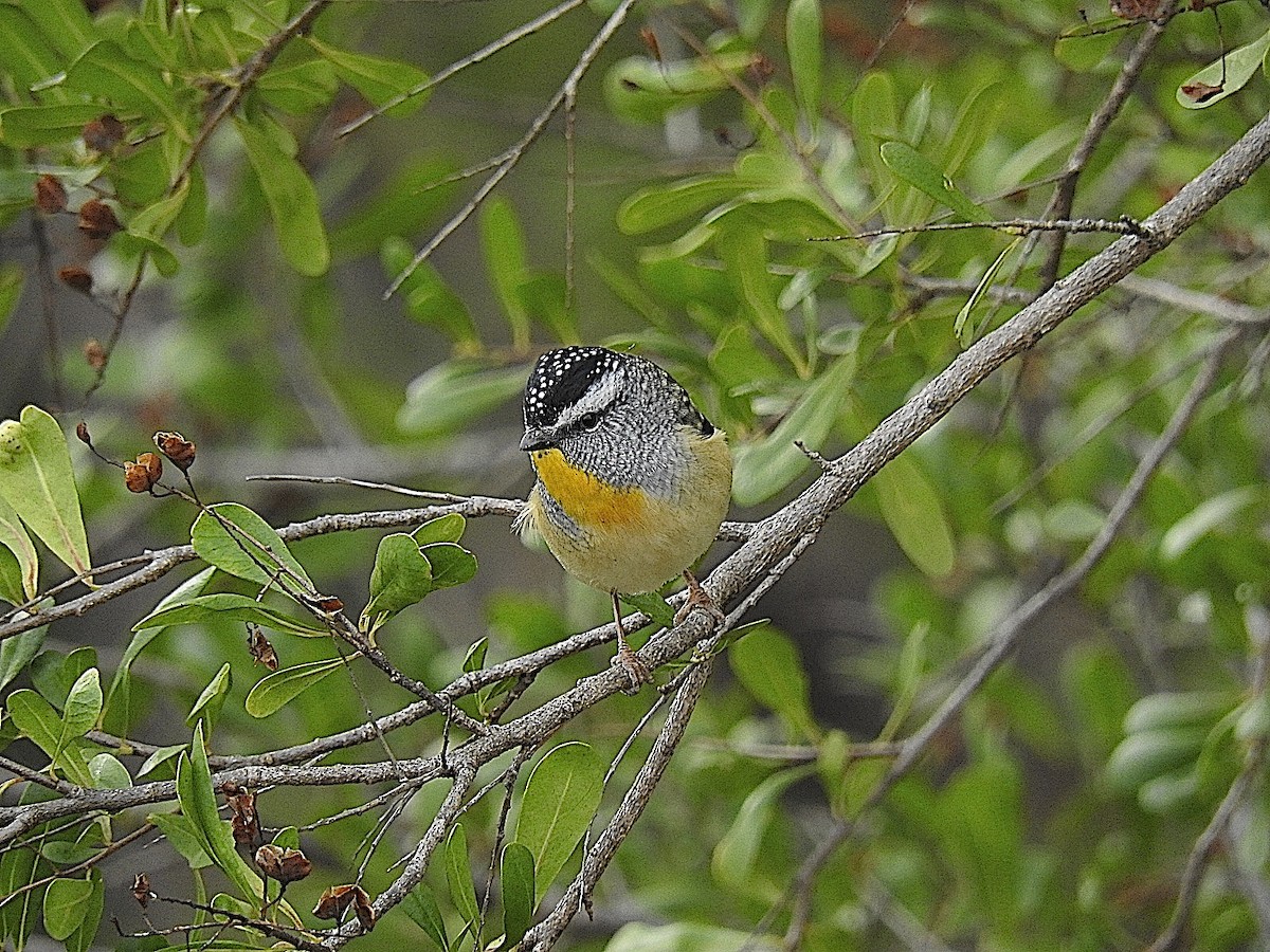 Spotted Pardalote - ML443483601