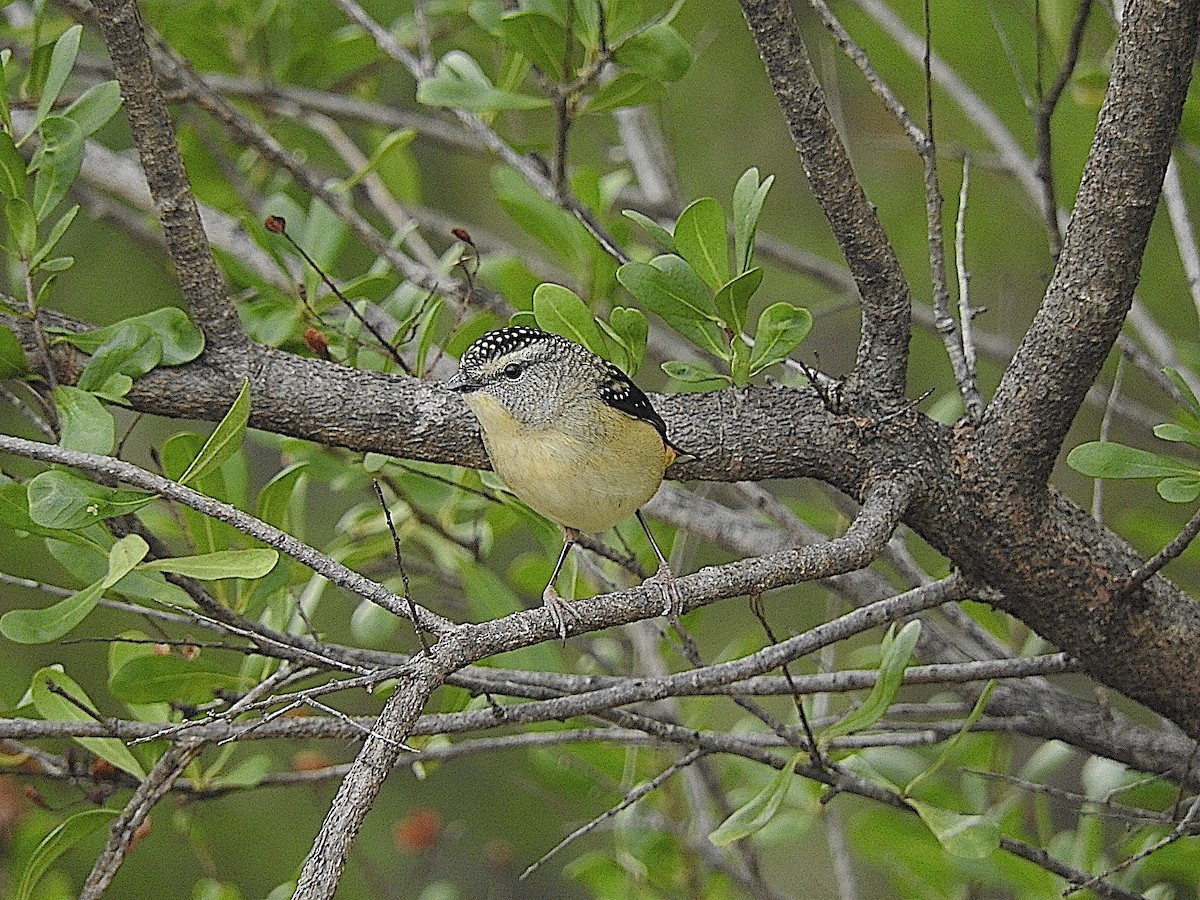 Spotted Pardalote - ML443483671