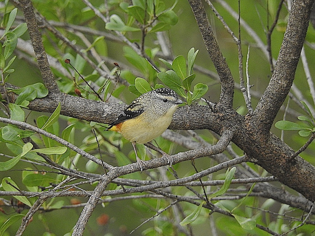 Spotted Pardalote - ML443483711