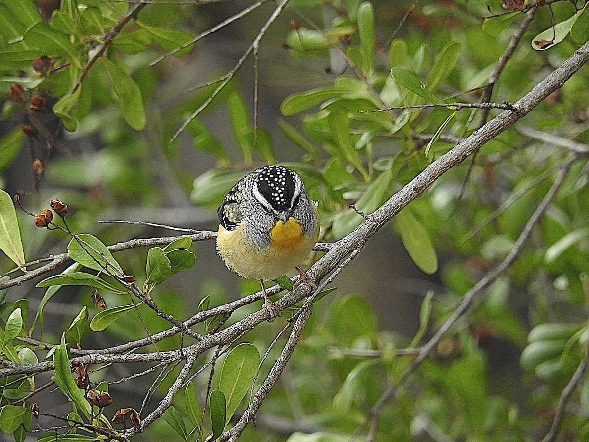 Spotted Pardalote - ML443483721