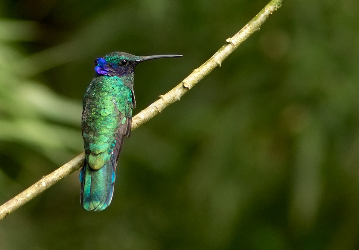 kolibřík modrolící - ML44348441