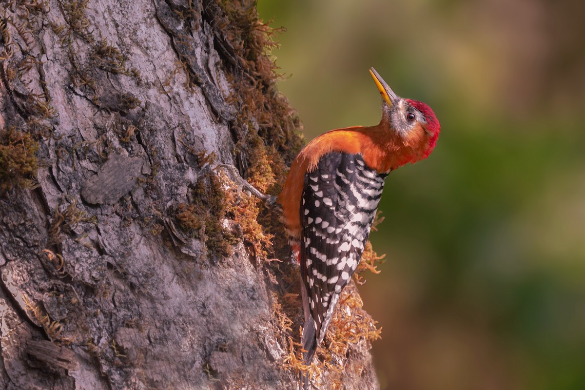 Rufous-bellied Woodpecker - ML443485601