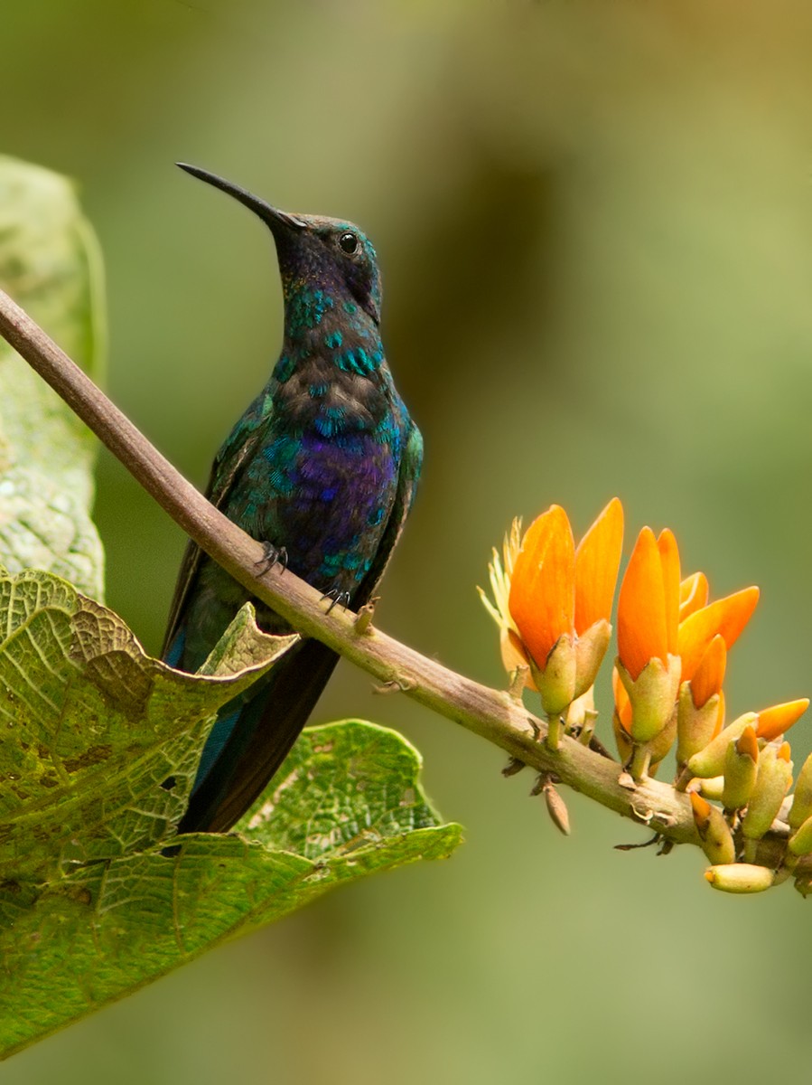 kolibřík modrolící - ML44348611