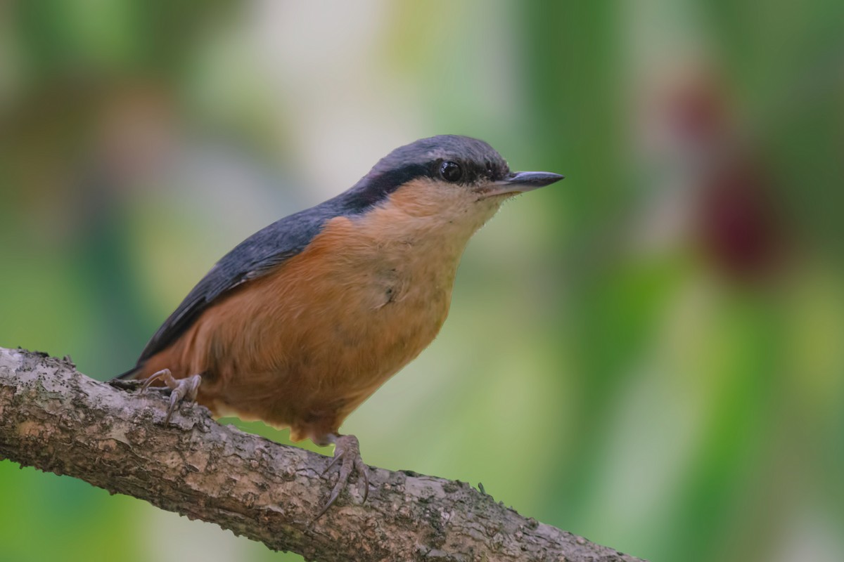 White-tailed Nuthatch - ML443486251