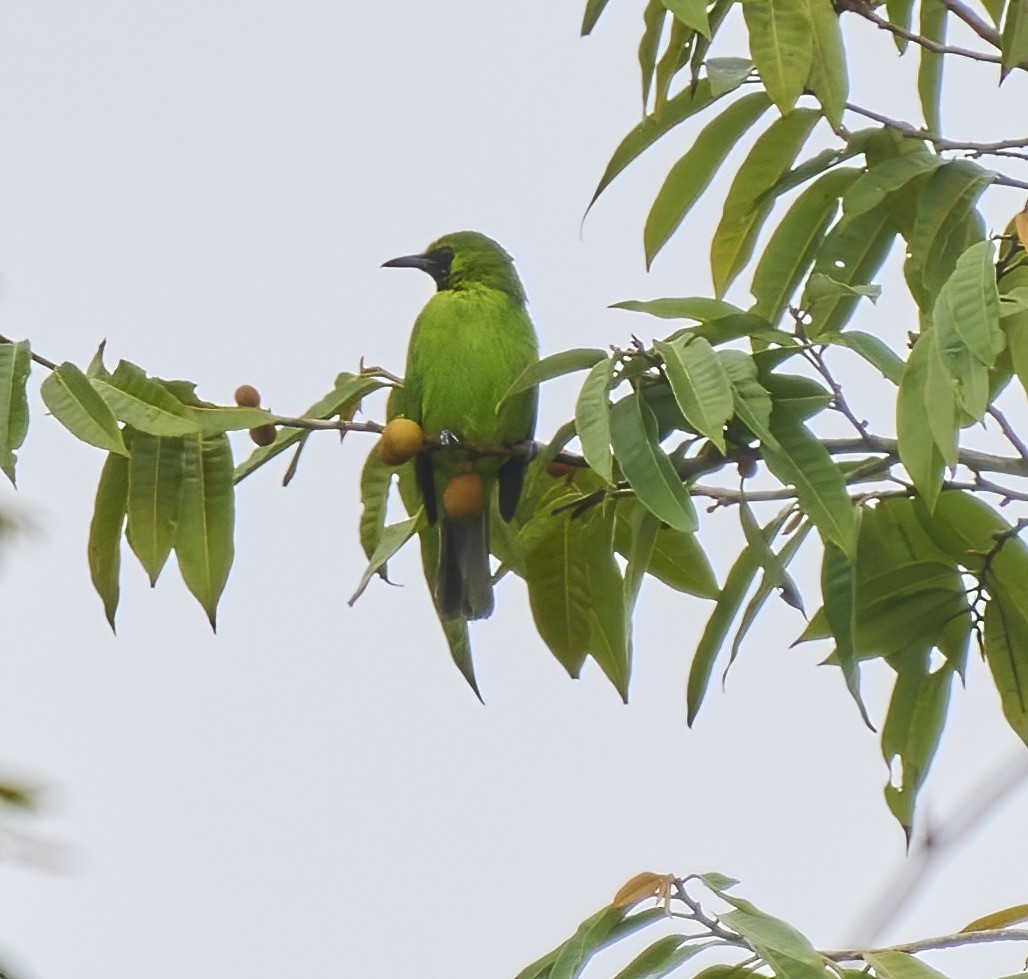 Lesser Green Leafbird - ML443486641