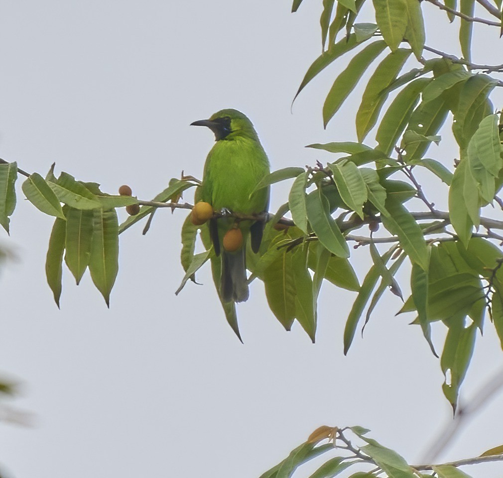 Lesser Green Leafbird - ML443486651