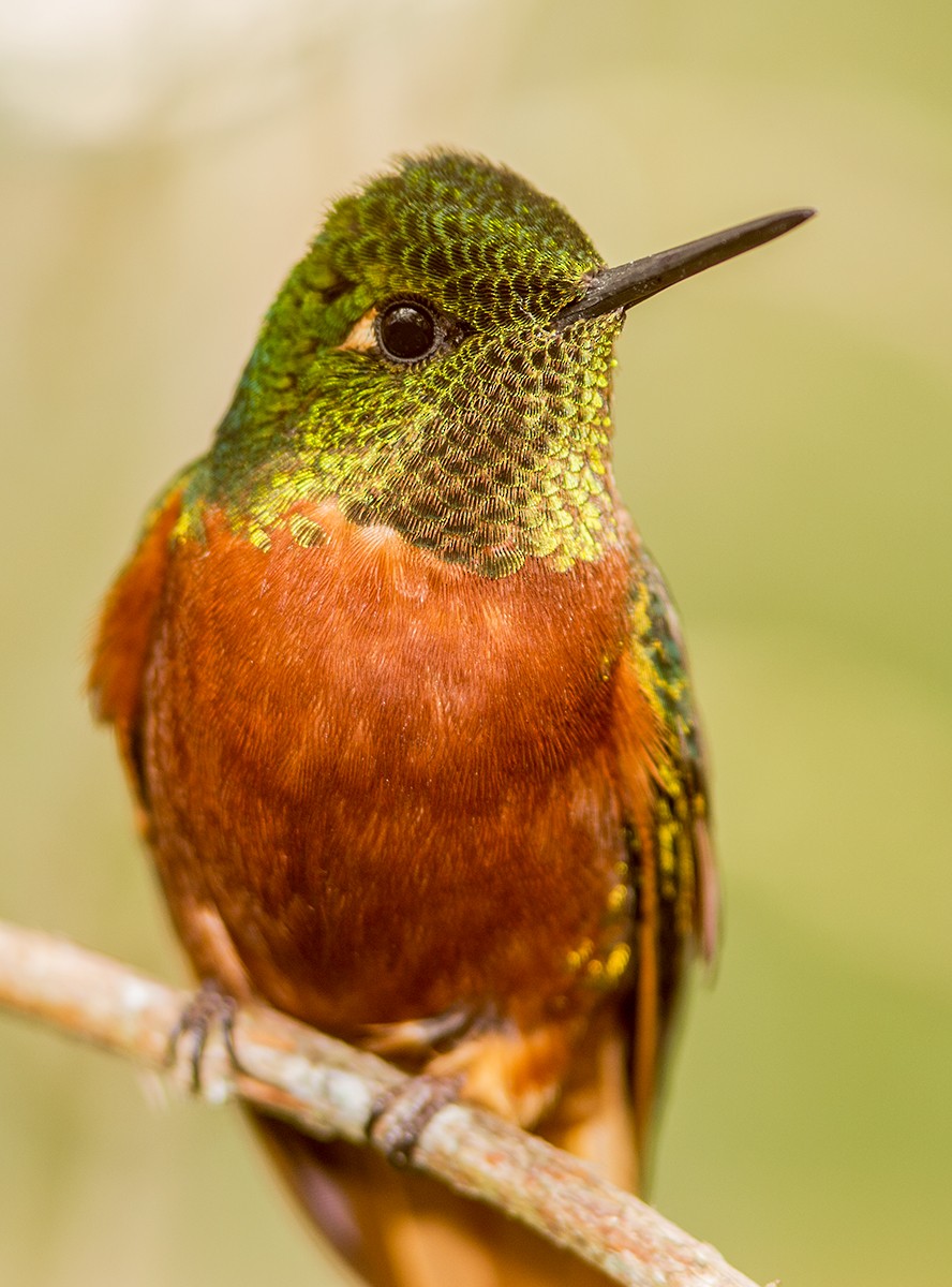kolibřík peruánský - ML44349111