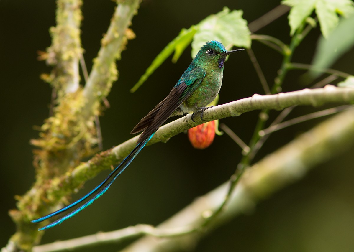 Long-tailed Sylph - ML44349161