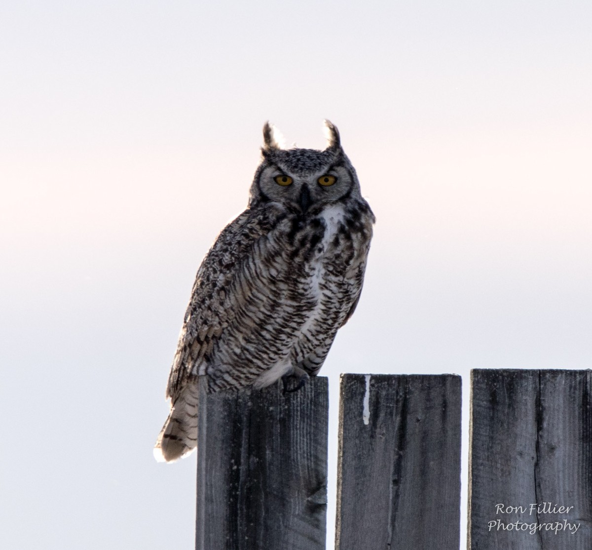 Great Horned Owl - ML44349451
