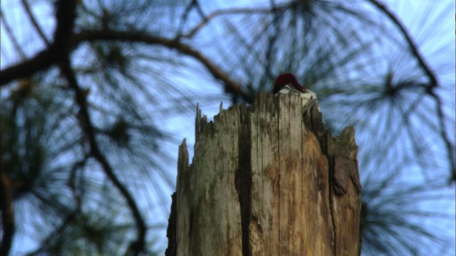 Red-headed Woodpecker - ML443499
