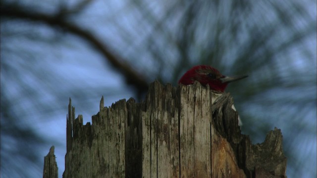 Red-headed Woodpecker - ML443500
