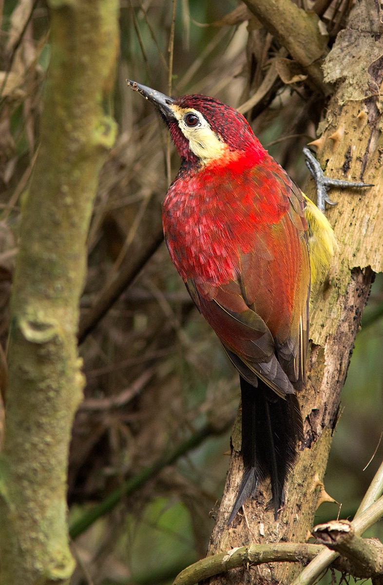 Crimson-mantled Woodpecker - ML44350091