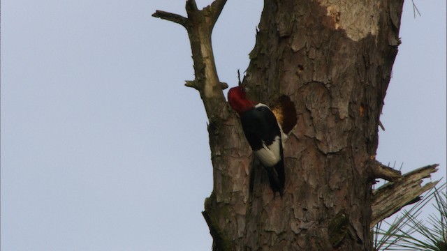 Red-headed Woodpecker - ML443501
