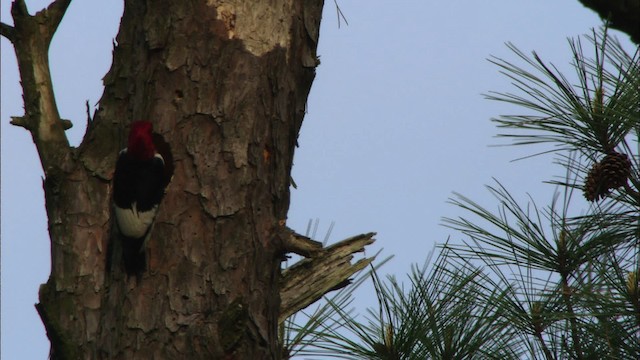 Red-headed Woodpecker - ML443502