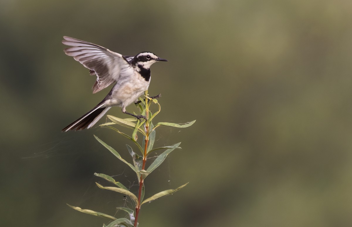 Mekong Wagtail - Lars Petersson | My World of Bird Photography