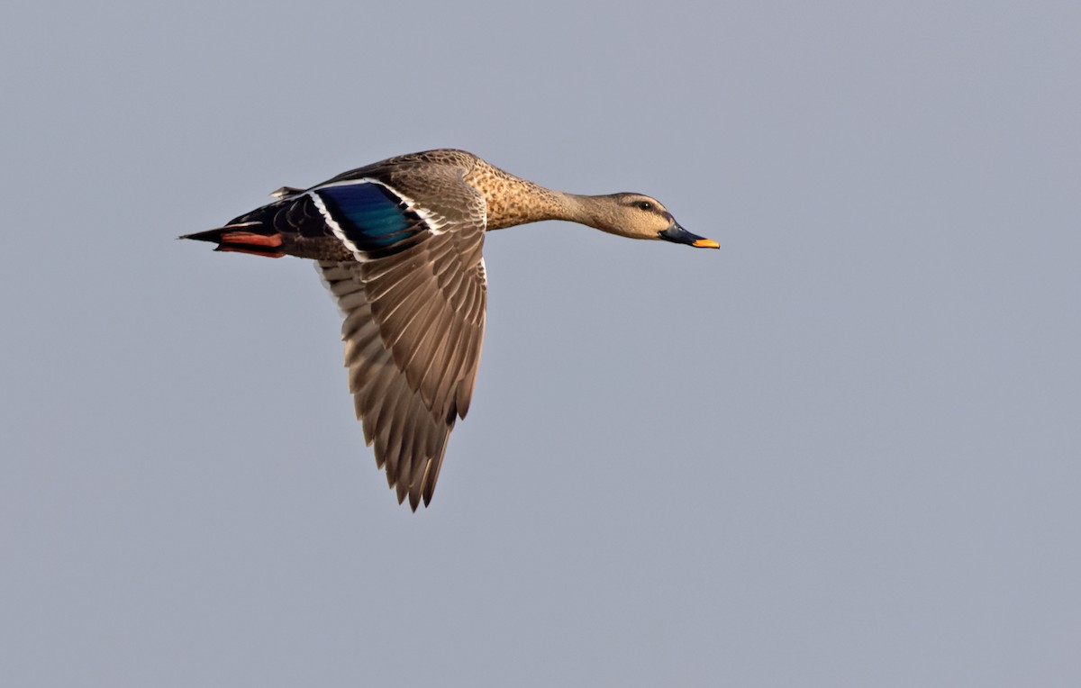Indian Spot-billed Duck - Lars Petersson | My World of Bird Photography