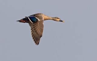 Indian Spot-billed Duck, ML443508481