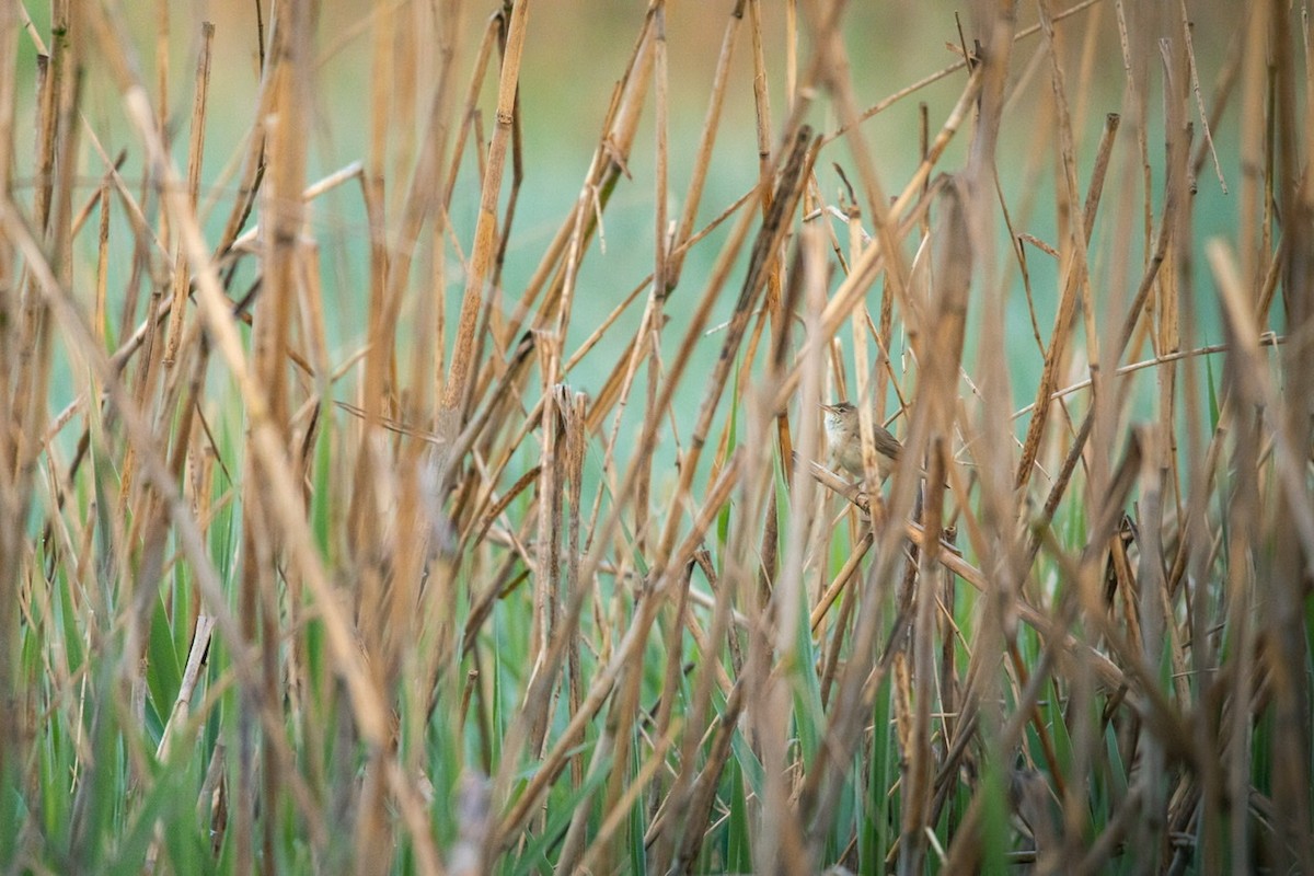 Common Reed Warbler - Chanakan Boonsungnoen