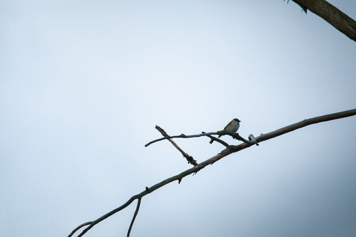 Eurasian Tree Sparrow - ML443509661