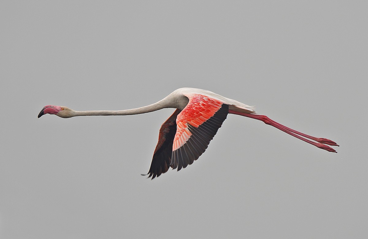 Greater Flamingo - ML443515221