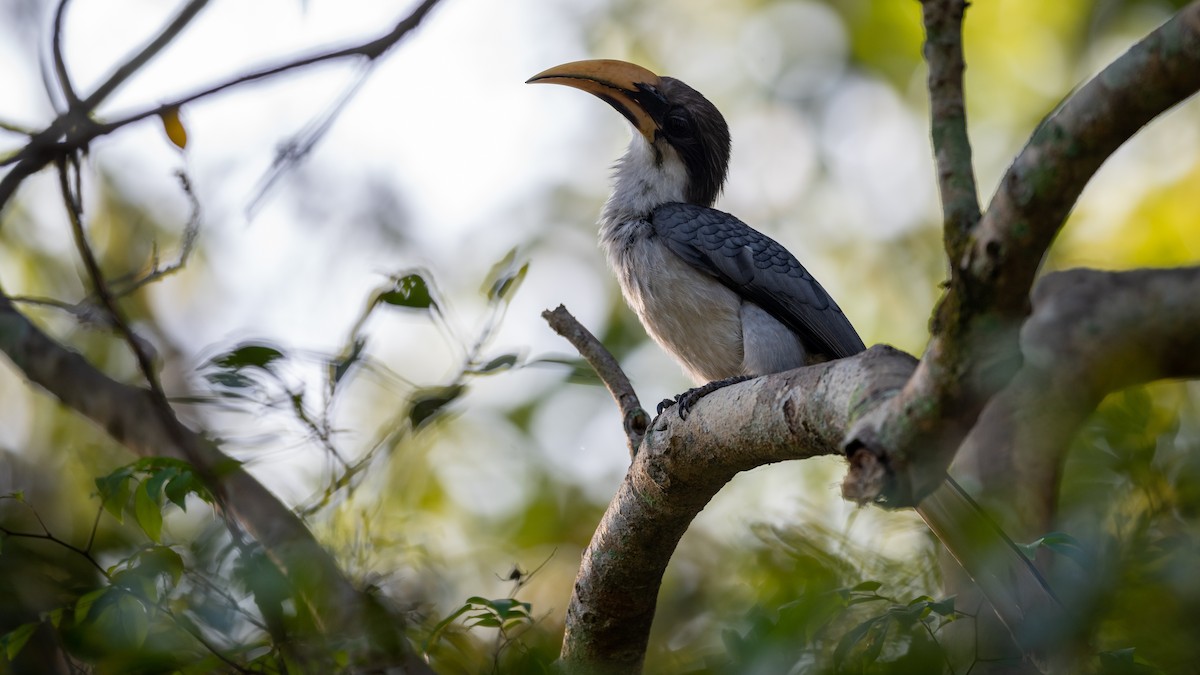 Sri Lanka Gray Hornbill - Mathurin Malby